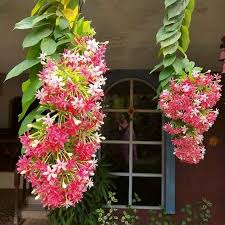 Image result for Combretum holstii