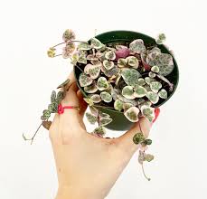 Image result for Ceropegia circinata