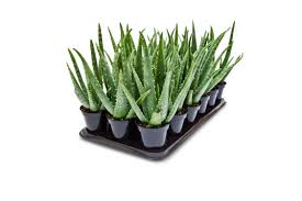 Aloe vera is a medicinal plant that's been used to treat various health conditions for thousands of years. Element 4in Aloe Vera Walmart Com Walmart Com