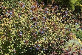 Image result for Ceratostigma griffithii