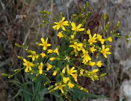 Image result for Crepis newii