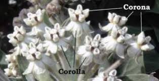 Image result for Gomphocarpus semilunatus