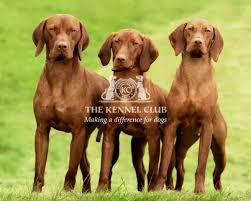 Intelligent and crazy dogs, we love♡ pic share?⇨ tag top 10 funny vizsla poses ⇨⇨⇨ bit.ly/2jtpz3y. Hungarian Vizslas 10621309 Framed Photos Wall Art Posters Jigsaws
