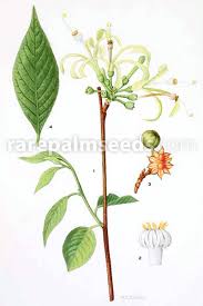 Image result for Turraea floribunda