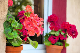 Image result for foto muškáty