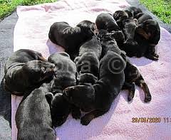 Only 3 boys & 3 girls. Find Registered Puppies In South Africa