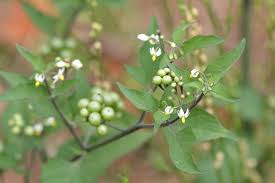 Image result for Solanum scabrum