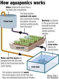 Aquaponics Kits For Sale Google Search Aquaponics Greenhouse Backyard Aquaponics Aquaponics