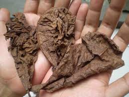 Daun ketapang kering untuk ikan cupang. Perawatan Ikan Cupang Jenis Daun Ketapang Buat Teman2 Cupang Inilah Jenis Daun Yang Layak Untuk Di Campur Ke Ikan Cupang Ber Warna Coklat Tua Kering Ringkih Ber Ukuran Sedang Kecil