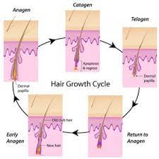 It can be difficult to wait around for hair to grow long enough so you can wax it, but the payoff is that you will have about three weeks of smoothness before it grows back. How Long Does A Wax Really Last Clean Slate Spa