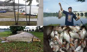 Pusat rekreasi air taman wetlands에 방문한 방문자 2574명의 사진들 324장, 팁 16개을(를) 확인하세요. Pusat Rekreasi Air Taman Wetland Lubuk Mancing Warga Putrajaya Umpan