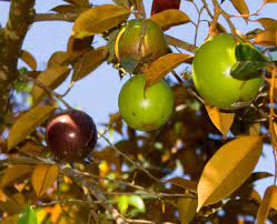 The leaves are dark glossy green on top and golden brown on the underside. Buy Chrysophyllum Cainito Star Apple Plant Plantslive