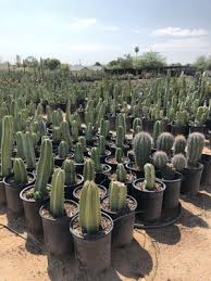 Plants, cacti, paver patios, wall, etc. Phoenix Desert Nursery 3525 E Southern Ave Phoenix Az Cacti Mapquest