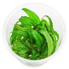 Image result for Floscopa sp.no.1