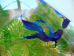 Tail nipping can also look a bit like fin rot. How To Treat Fin Rot In Bettas Full Guide Betta Care Fish Guide