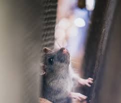 The super rat and rodenticide resistance. How To Get Rid Of Rats That Live In Your Car Pest Detective