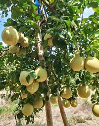 Image result for Citrus maxima