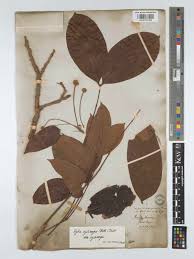 Image result for Xylia africana