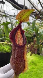 Image result for Nesaea spathulata