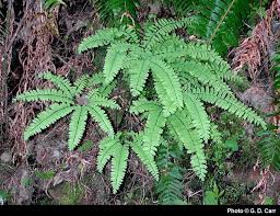 Image result for Adiantum vogelii