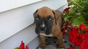Little Blue In The Geraniums With Images Boxer Dogs Boxer Dogs