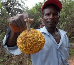 Image result for Myrianthus arboreus