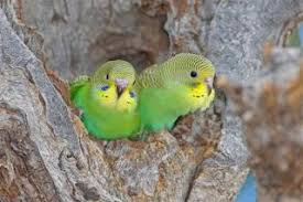 Pin On All Things Budgie