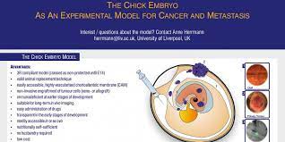 Skin may feel cold and either dry or damp. The National Centre For The 3rs Auf Twitter Nc3rs David Sainsbury Fellow Dr Anne Herrmann Livuniiib Has Validated A Chick Embryo Model To Replace Mouse Xenografts In Breast And Pancreatic Cancer Research