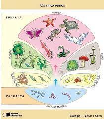 Classificação dos seres vivos categorias taxonômicas além dessas categorias, muitas vezes são utilizadas categorias intermediárias, tais como subfilo, infraclasse, superordem, superfamília, subgênero, subespécie. Classificacao Dos Seres Vivos Classificacao Dos Seres Vivos 5 Reinos Classificacao Dos Animais