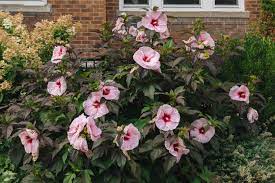 Save up to 30% on select items — fresh collection of fall bulbs & perennials available. Hardy Hibiscus Plant Care Growing Guide