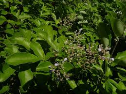 Image result for Vitex trifolia