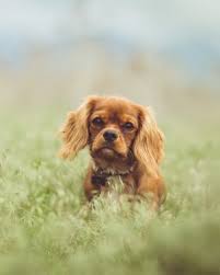 Carole Cothran Obituary