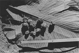 Image result for Eriocoelum microspermum