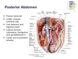 Transversus abdominis muscle internal abdominal oblique muscle rectus abdominis muscle anterolateral abdominal wall. Anatomy Abdomen And Pelvis