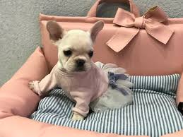 These loveable miniature french bulldogs have skyrocketed in popularity in recent years because of their. Chloe Mini French Bulldog Tiny Paws