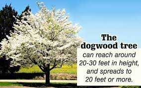 We did not find results for: A List Of Shimmering White Flowering Trees To Soothe Your Eyes Gardenerdy