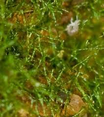 Image result for Crepidomanes