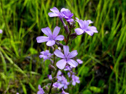 Image result for Buchnera speciosa