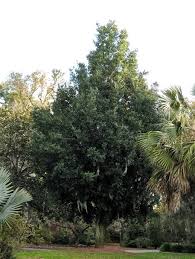 Image result for Nageia nagi