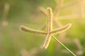 Image result for Dactyloctenium geminatum