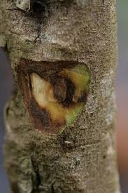 Agarwood decor the dragon malinau kalimantan | agarwoodstore.com. 17 Agarwood Ideas Agarwood Essential Oil Agarwood Oil Pure Products