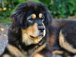 However, this is not always the case. Tibetan Mastiff Price Temperament Life Span