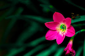 Beautiful natural flower hd wallpaper beautiful natural plumeria flower stock image. Flower Pink Nature Natural Free Photo On Pixabay