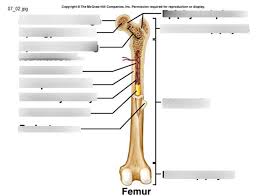 Most of the time this is just normal anatomy and has more to do with genetic differences within your foot. Major Parts Of A Long Bone Diagram Quizlet