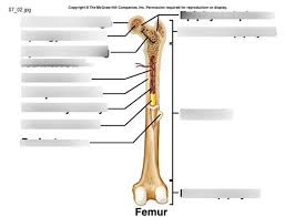 Long bone diagram to label wiring diagram schema blog. Major Parts Of A Long Bone Diagram Quizlet