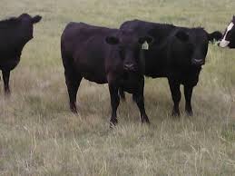 Black Angus Calves For Sale Near Me 60 Black Angus Bred Heifers Saskatchewan Canada Cattle For Sale Horses For Sale Breeds