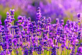 Der lavendel aus madeira ist eine echte rarität mit ungewöhnlicher, hellgelber blüte und ausgeprägtem zitronenaroma. Lavendelfelder Wann Bluht Der Lavendel In Der Provence