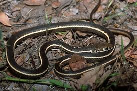 We did not find results for: Snakes Tri City Animal Shelter Fremont Ca