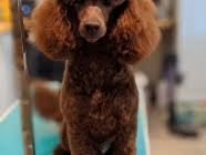 Is your dog in need of a wash, a trim or just a nail clip? Mobile Pet Groomer