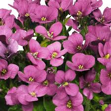 Image result for Arabis